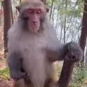 faharuThinking emote for Discord