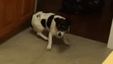 Fatso emote for Discord