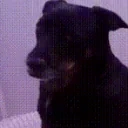 falcoSideEye emote for Discord