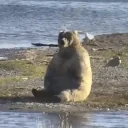 FatBear emote for Discord