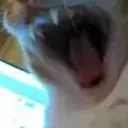 fairyAAA animated emote for Discord, Twitch and Slack