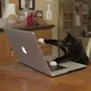 FastCat emote for Discord