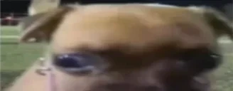 esbugalhadoStare emote for Discord