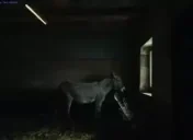 EshakTanha emote for Discord