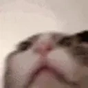 ethan emote for Discord