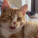 etaZEVLO emote for Discord