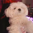 eshp emote for Discord