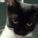 EUSOUUMAPIADAPARAVOCE emote for Discord