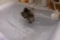 EuleSPIN emote for Discord