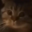 eucaguei emote for Discord