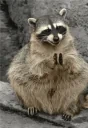 EvilRaccoon emote for Discord