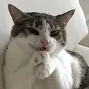 EvilCat emote for Discord