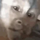 evilmonkeylaugh emote for Discord