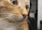 EveryThoughtIsABattleEv emote for Discord