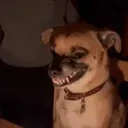 EvilDog emote for Discord