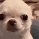 EvilDog emote for Discord