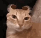 evilcat emote for Discord