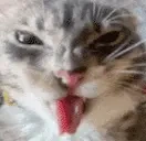 EVERYTHING emote for Discord