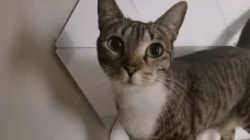 eveSNIFFA emote for Discord