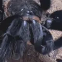 evaplottingyourdemise emote for Discord