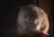evilCat emote for Discord