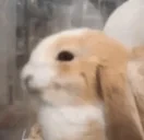 evilbaba emote for Discord