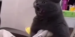 evilcat emote for Discord