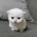 ewpertExplode emote for Discord