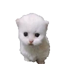 ewpertSquish emote for Discord