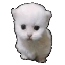 ewperload emote for Discord