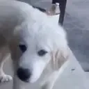 eww emote for Discord