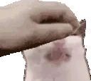 ewwPet emote for Discord