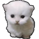 ewpertMelt emote for Discord