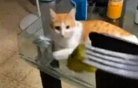 eww emote for Discord