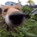 EXTREMESNIFFA emote for Discord