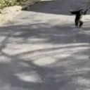 ExcitedMonkey emote for Discord