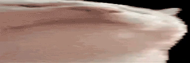 extraWidecatJAM emote for Discord