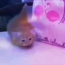 Exportingcocaine animated emote for Discord, Twitch and Slack