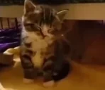 Exhausted emote for Discord