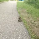 EXPLODEENSKERIA emote for Discord