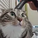 extract emote for Discord