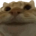 ExtremelyYesCat emote for Discord