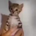 exactually emote for Discord