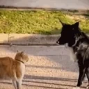 Explain emote for Discord