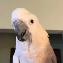 ExcitedCockatoo emote for Discord