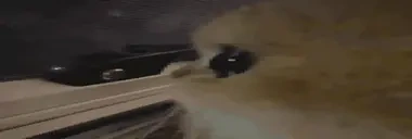 extremelywidecatsideeye emote for Discord