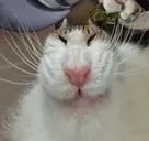 feeding emote for Discord