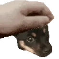 FelaPet emote for Discord