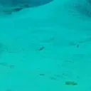 FeeshBruhh emote for Discord