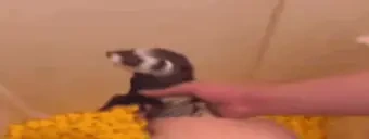 FerrSqueeze emote for Discord